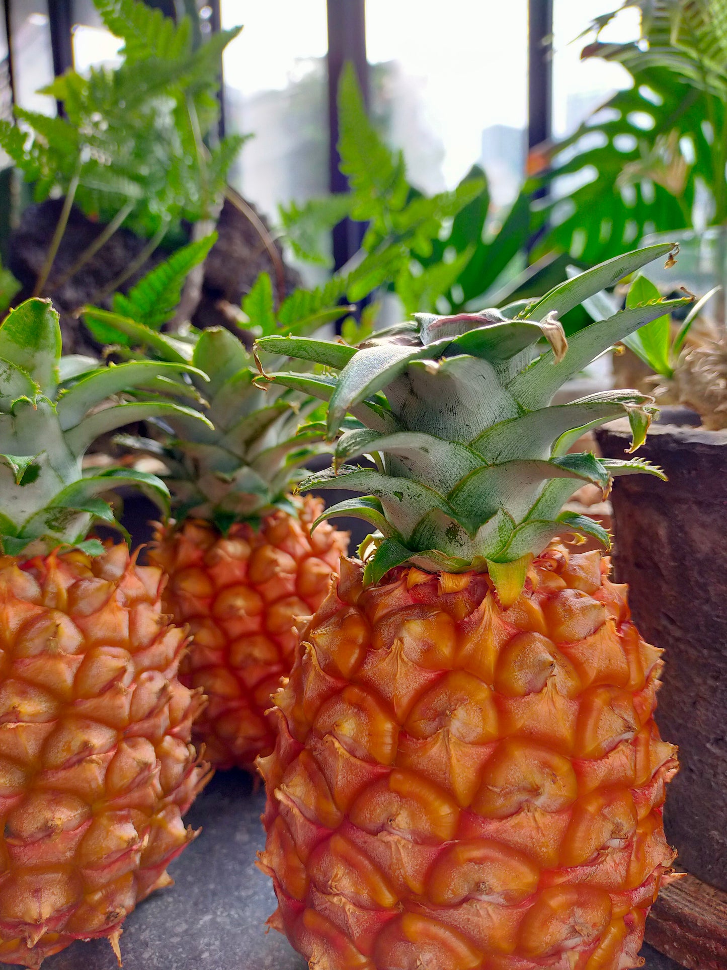 世界自然遺産・西表島　完熟ピーチパイン　“奇跡の果実”